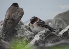 Cliff Swallow (23)