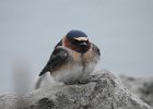 Cliff Swallow (9)