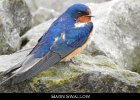 053 - 662 Barn Swallow