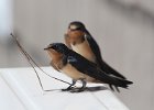 101Barn Swallow