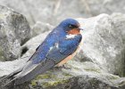 Barn Swallow (1)