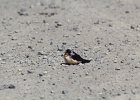 Barn Swallow (10)
