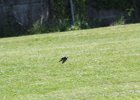 Barn Swallow (14)