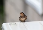 Barn Swallow (16)