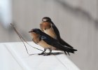 Barn Swallow (17)