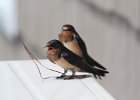 Barn Swallow (18)