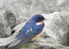 Barn Swallow (2)