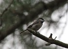 101Carolina Chickadee
