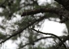 Carolina Chickadee (2)