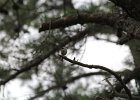 Carolina Chickadee (3)
