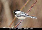 054 - 665 Black-capped Chickadee