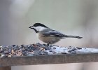 101Black-capped Chickadee