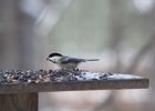 Black-capped Chickadee (1)