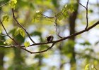 Black-capped Chickadee (2)