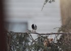 Black-capped Chickadee (3)