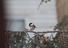 Black-capped Chickadee (4)
