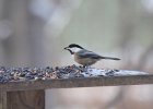 Black-capped Chickadee (5)