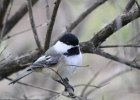 Black-capped Chickadee (6)