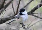Black-capped Chickadee (7)