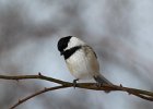 Black-capped Chickadee (8)