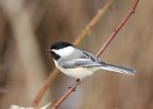 Black-capped Chickadee (9)
