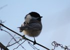 Black-capped Chickadee