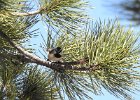 Mountain Chickadee (2)