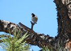 Mountain Chickadee (4)