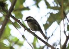 101Chestnut-backed Chickadee