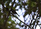Chestnut-backed Chickadee (1)