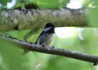 Chestnut-backed Chickadee (24)