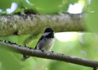 Chestnut-backed Chickadee (25)