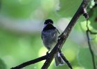 Chestnut-backed Chickadee (27)