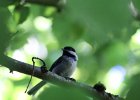 Chestnut-backed Chickadee (29)