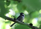 Chestnut-backed Chickadee (30)