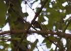 Chestnut-backed Chickadee (32)