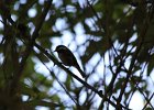 Chestnut-backed Chickadee (34)