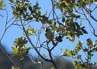Bridled Titmouse (2)