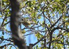 Bridled Titmouse (3)