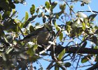 Bridled Titmouse (5)