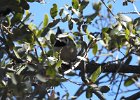 Bridled Titmouse (6)
