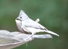 101Tufted Titmouse