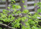 Tufted Titmouse (1)