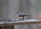 Tufted Titmouse (10)