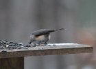 Tufted Titmouse (11)