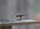 Tufted Titmouse (12)