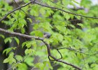 Tufted Titmouse (2)