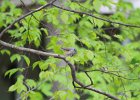 Tufted Titmouse (4)
