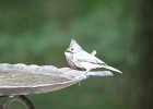 Tufted Titmouse (7)