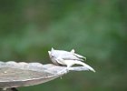Tufted Titmouse (8)